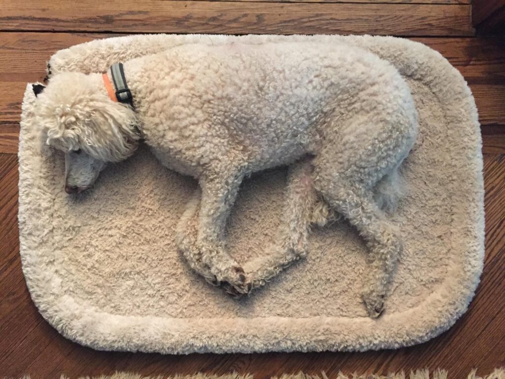 Dog rests on dog bed with matching fur pattern