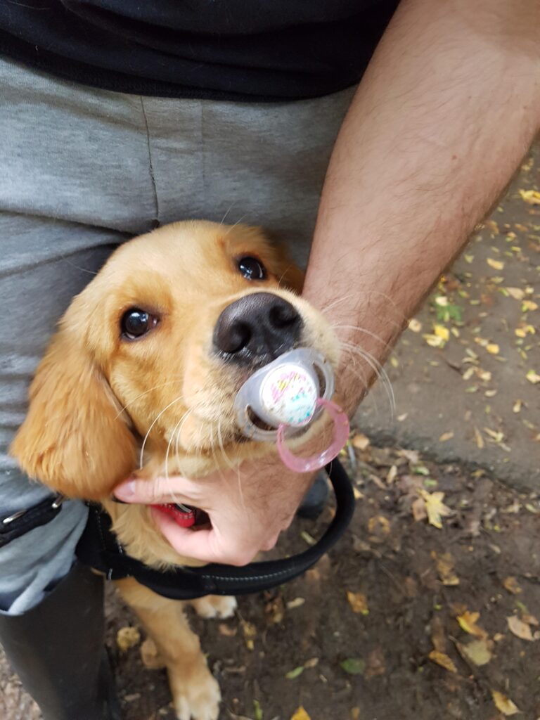 Dog with pacifier in mouth