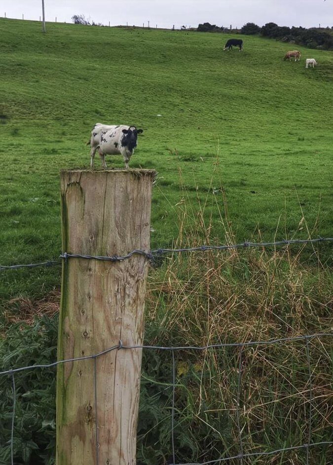 cow standing behind fence post appears to be miniature cow