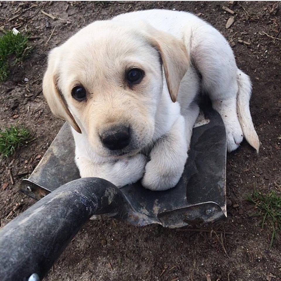 Puppy sits on shovel