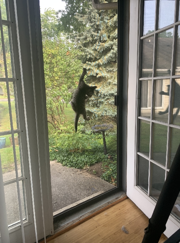 Cat climbs screen