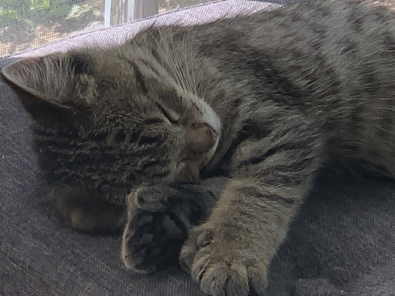 Six-toed cat