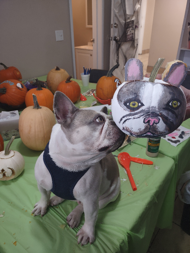 French bulldog looks at pumpkin painted with French bulldog face