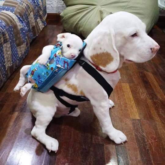 Puppy rides in backpack on older dog