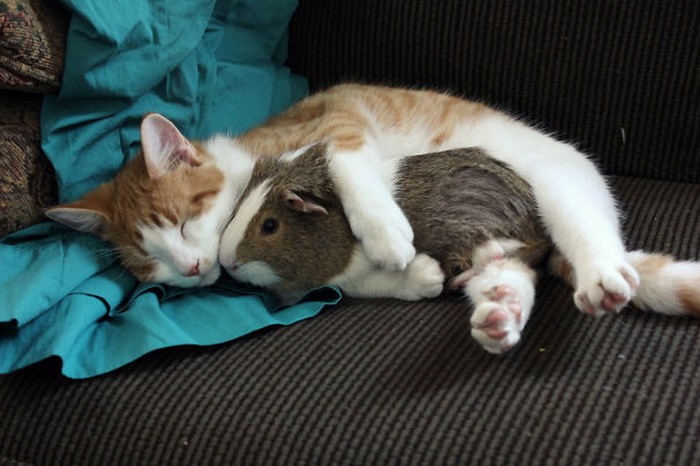 Cat hugs guinea pig 