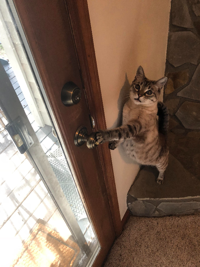 Cat touches doorknob