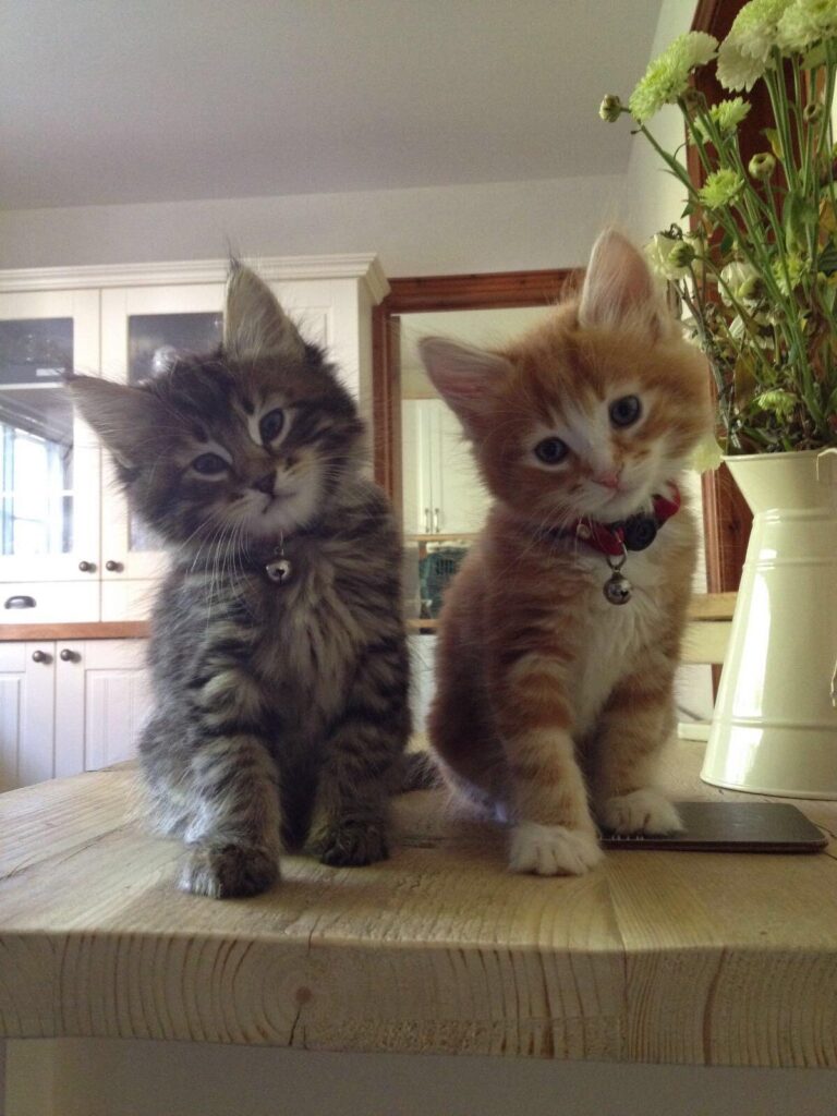 Two kittens one gray and one orange both put their right front paw forward