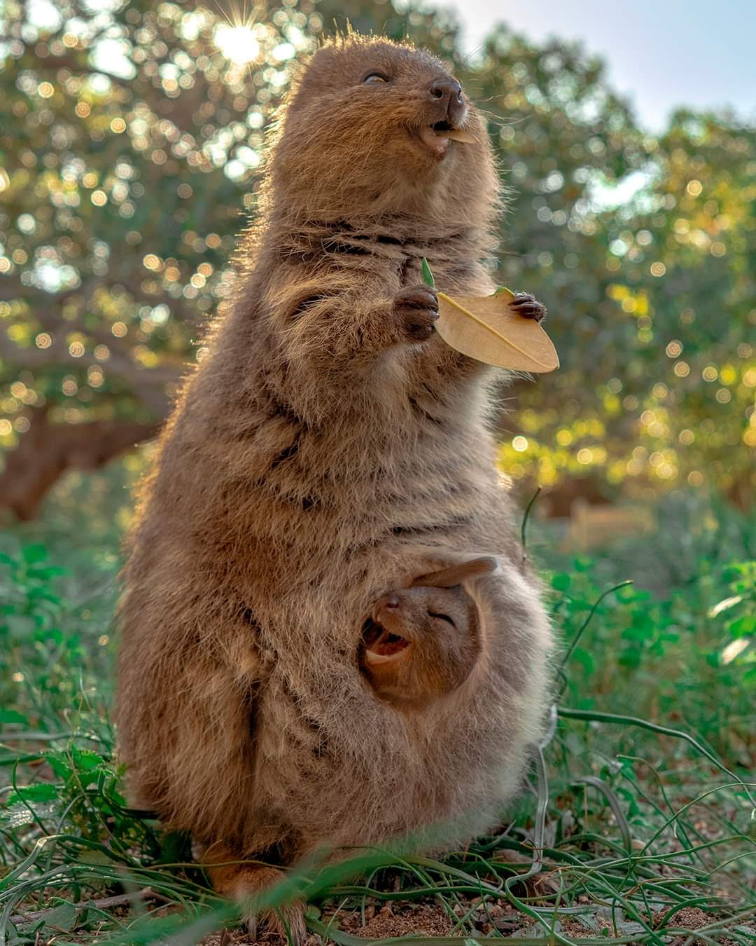 Smiling quokka with joey in pouch