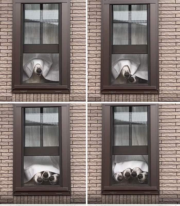 four dogs look through a window, poking their noses under the curtain.