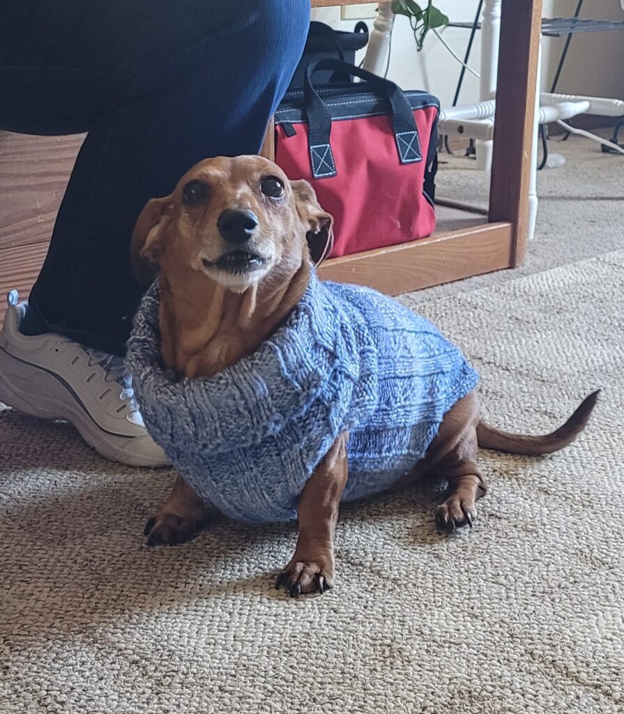 Dachshund wearing turtleneck sweater