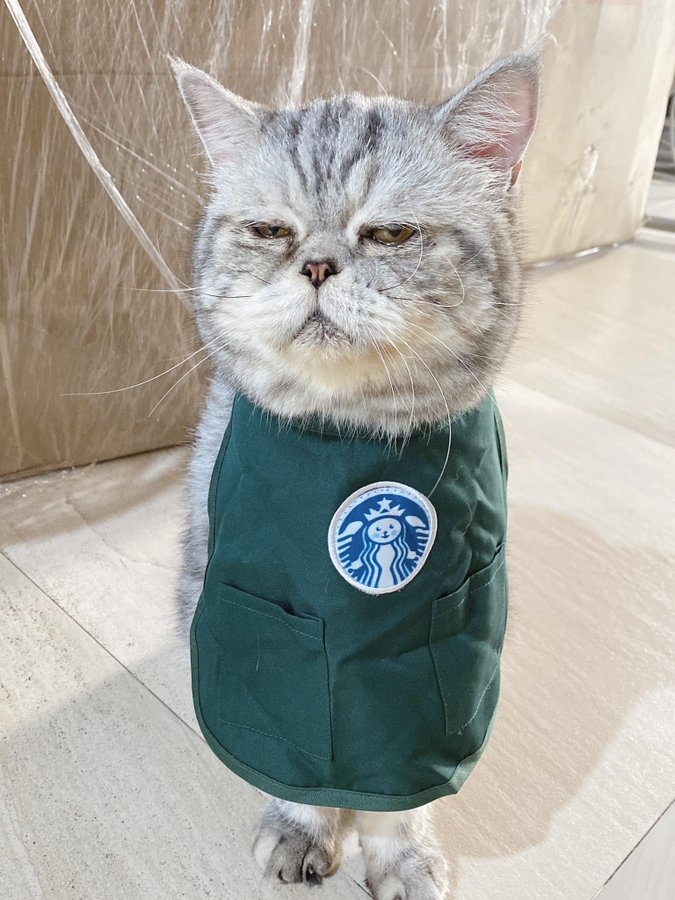 Tired looking cat wears barista apron