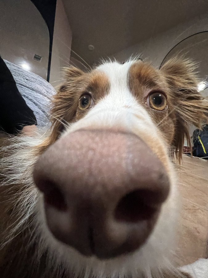 Close up of dog nose