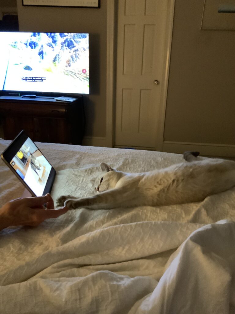 Cat stretches out in front of tablet computer and touches human finger with its paw