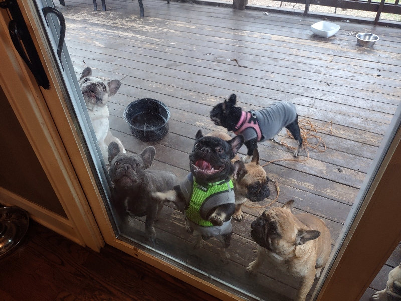 French bulldogs wait excitedly outside door. 