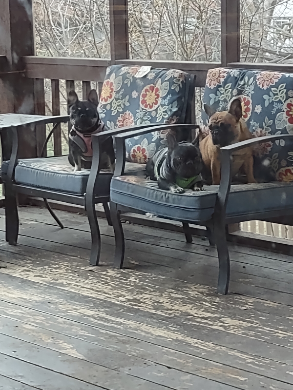 Three French bulldogs sit in chairs on an outdoor deck