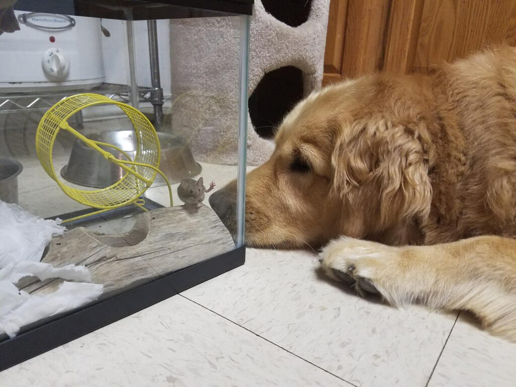 Dog looks at mouse in glass case. Mouse rests one tiny paw on the glass. 