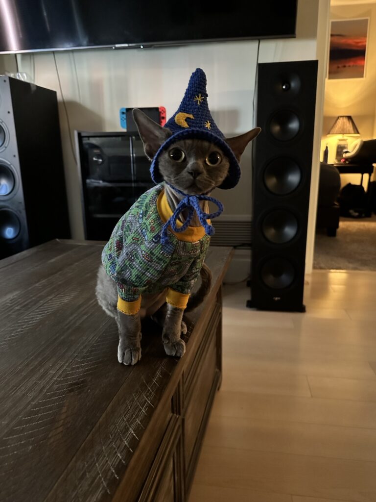 Cat wearing wizard costume