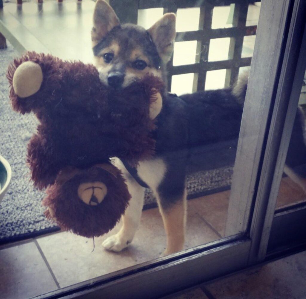 Small dog proudly carries stuffed bear