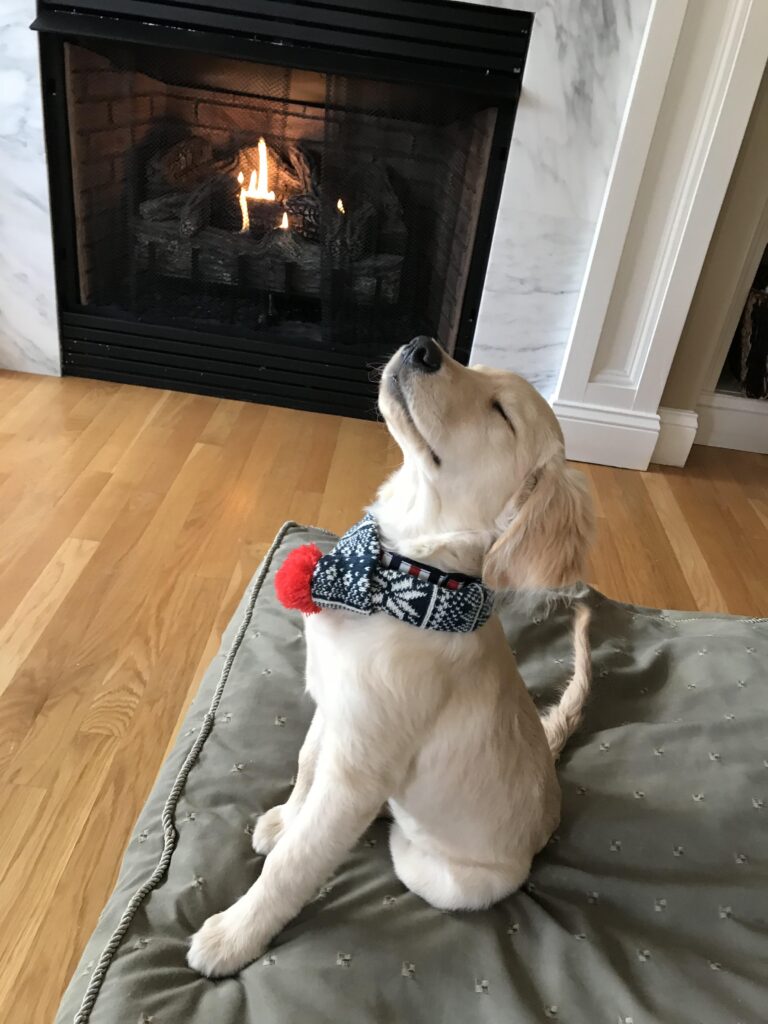 dog sitting proudly in front of fireplace, wearing a knit scarf.