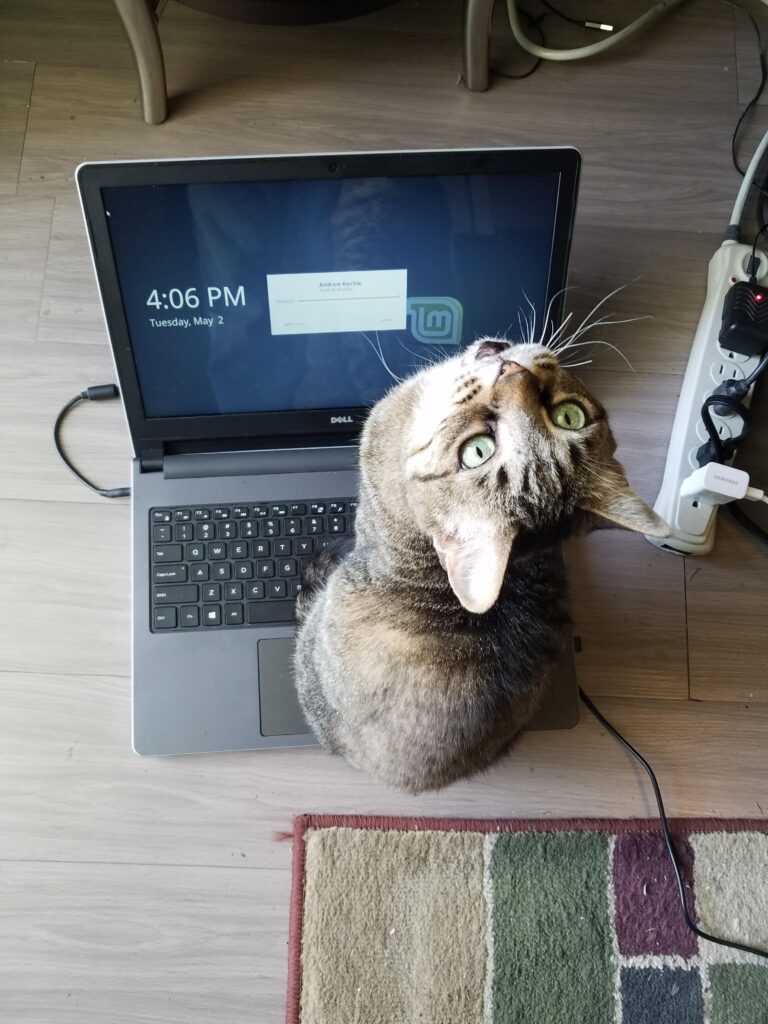 Cat sits on laptop computer. A password prompt appears on the screen. 
