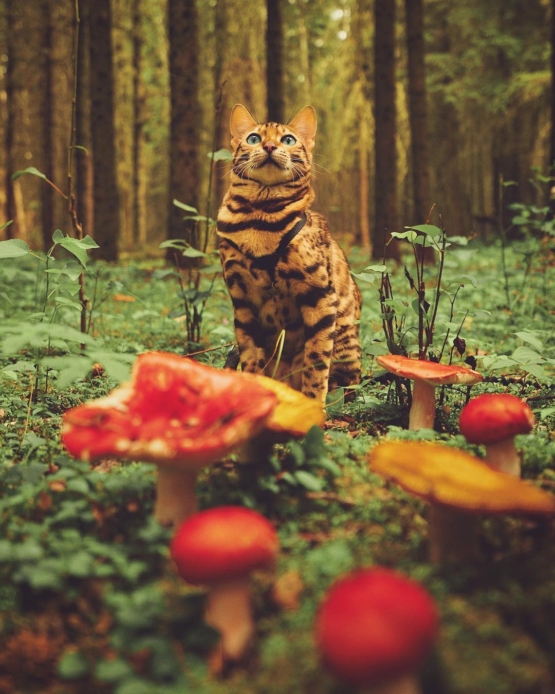 Cat sits among mushrooms in lush forest, looking up at something with an astonished expression.