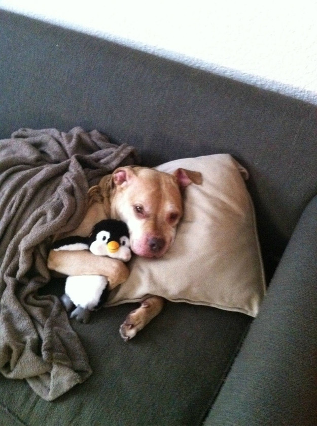 Dog lies on couch under blanket clutching a cute stuffed penguin