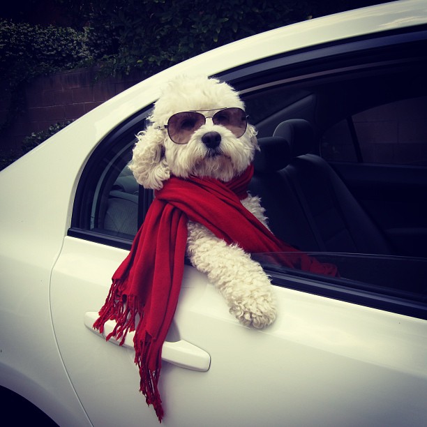 Dog in car wearing red scarf and sunglasses