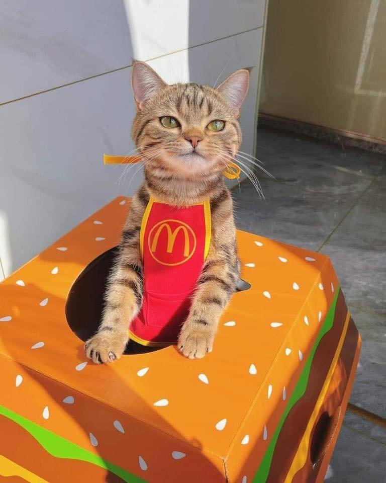 Cat wearing McDonald's bib stands inside cardboard box decorated as a hamburger