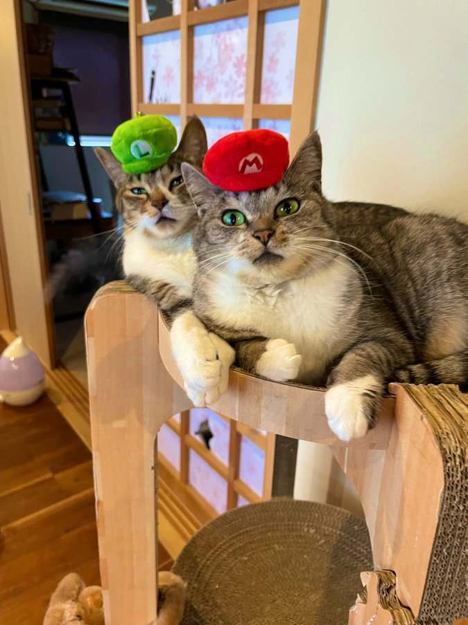 Cats wear red and green caps