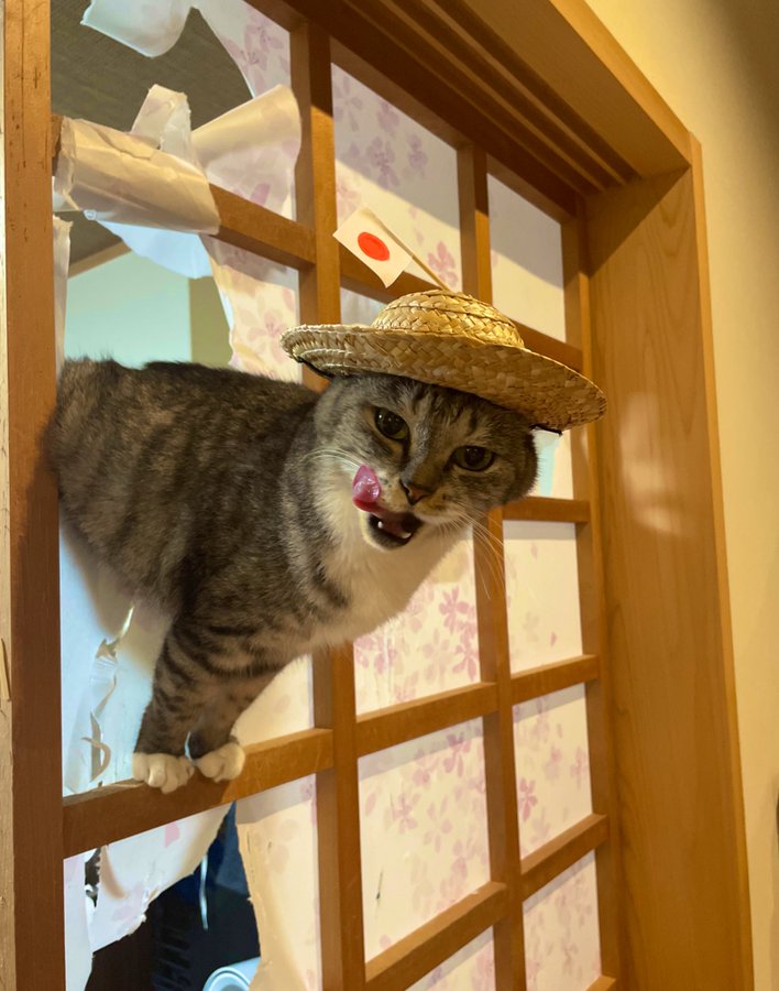 Cat bursts through Japanese style paper door, licking its lips hungrily 