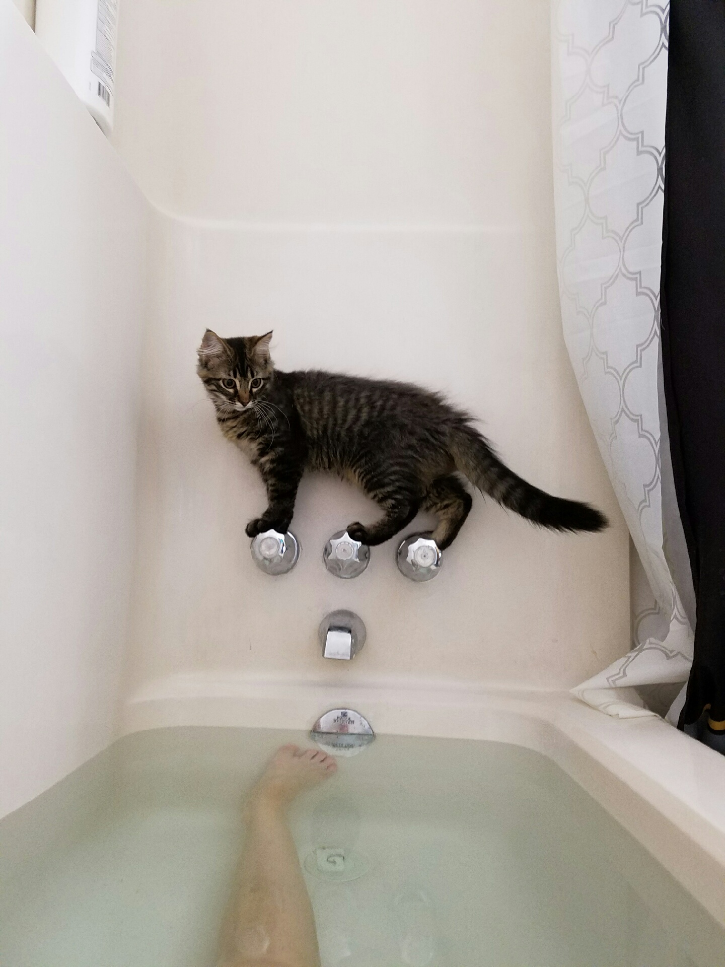 Kitten balances on bathtub knobs