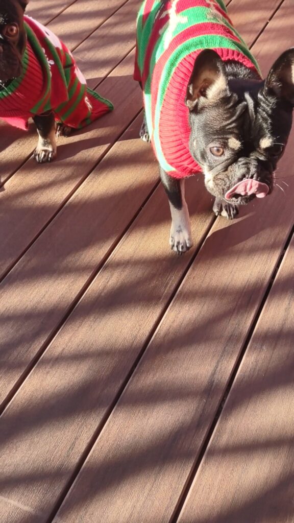 Dogs walk on outdoor deck. One dog licks lips in anticipation. 