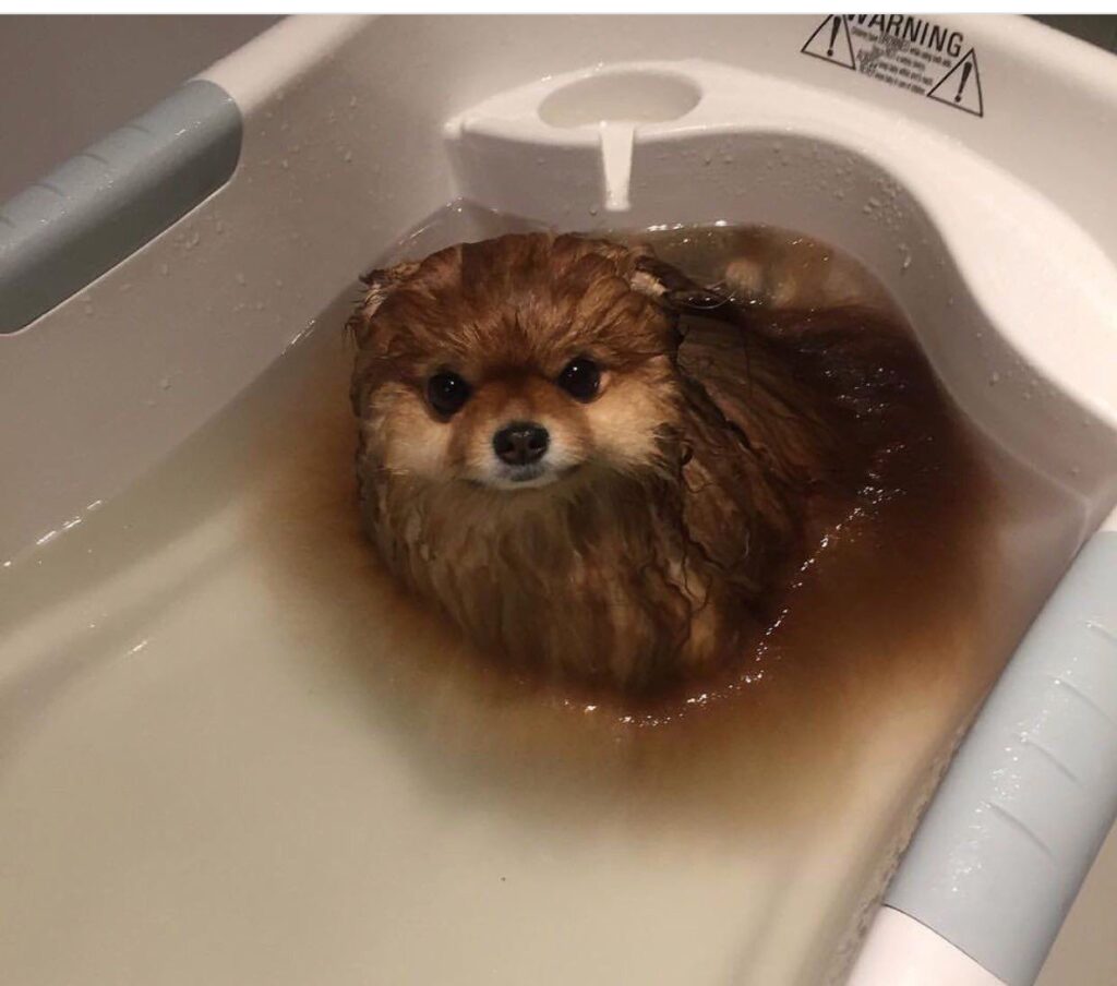 Pomeranian dog half immersed in water appears to be melting