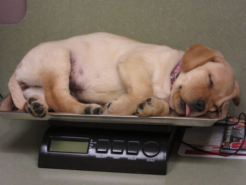 Puppy sleeps on scale