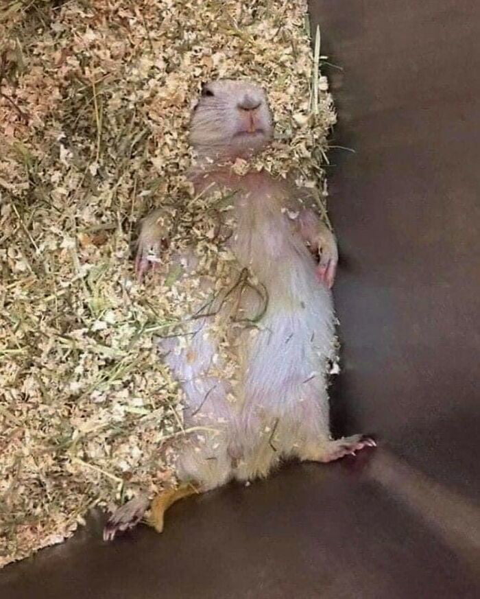 Prairie dog half buried in sawdust of cage