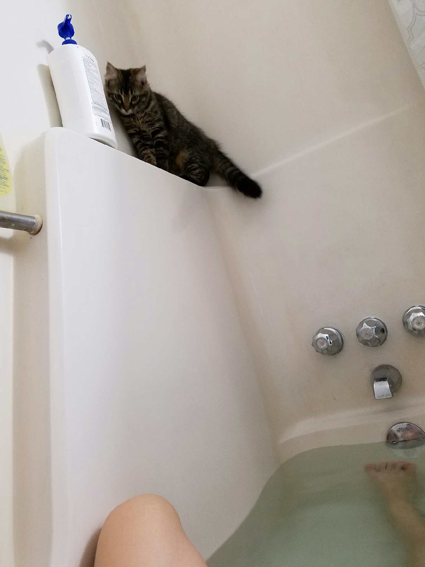Same kitten, now perched on a shelf overlooking the bathtub
