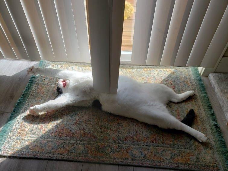 Cat lies on back. Two pieces of vertical blinds touch its belly, making it look as if stabbed. 