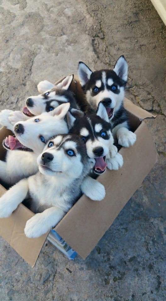 Five wild-eyed husky puppies in a box