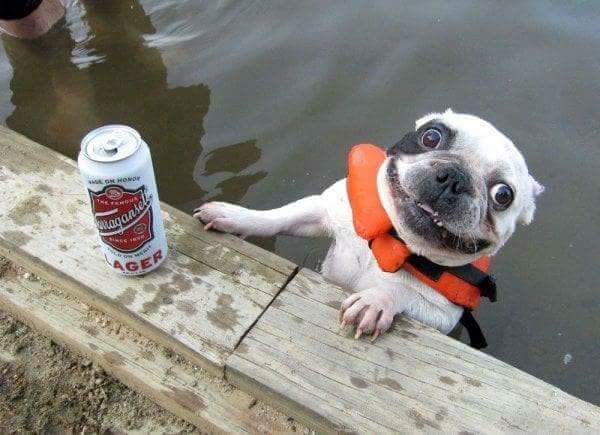 A grinning white dog looks up at you. Near the dog is an open can of beer.