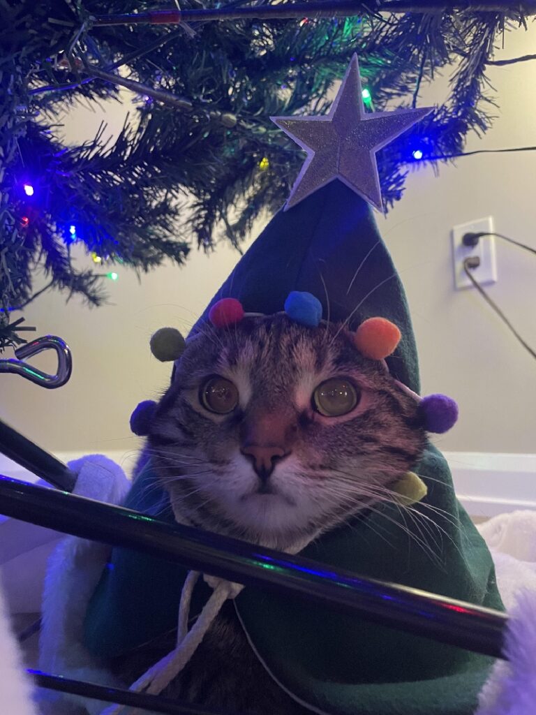 Cat wearing costume that looks like Christmas tree with pointed star at the top