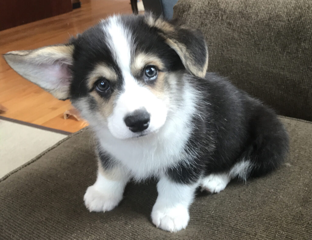 Small corgi puppy with one ear pointing to left of frame