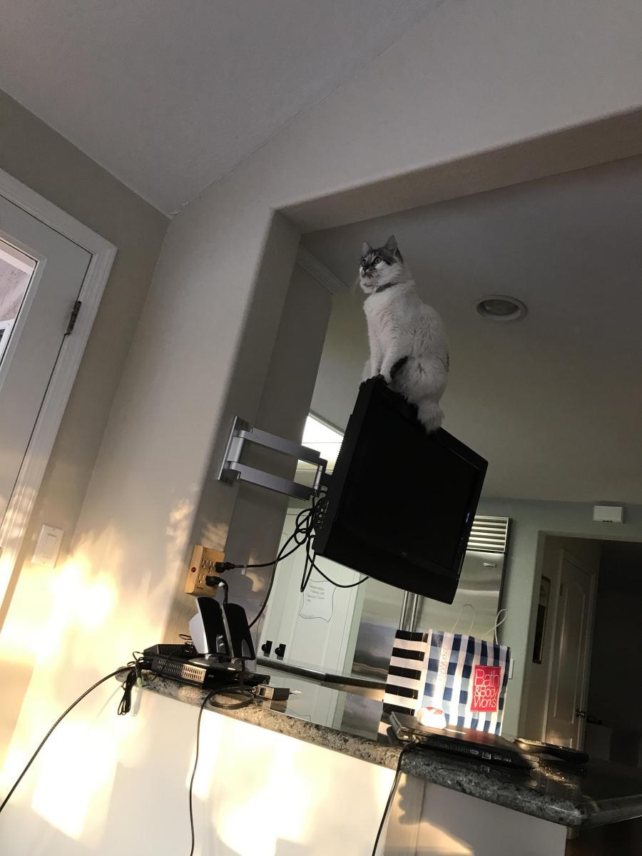Cat sits on top of TV monitor attached to wall
