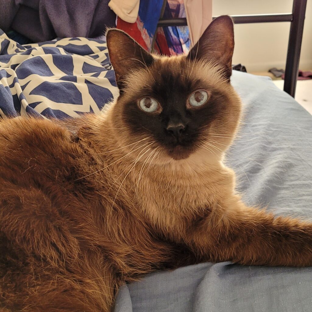 Siamese cat rests on bed