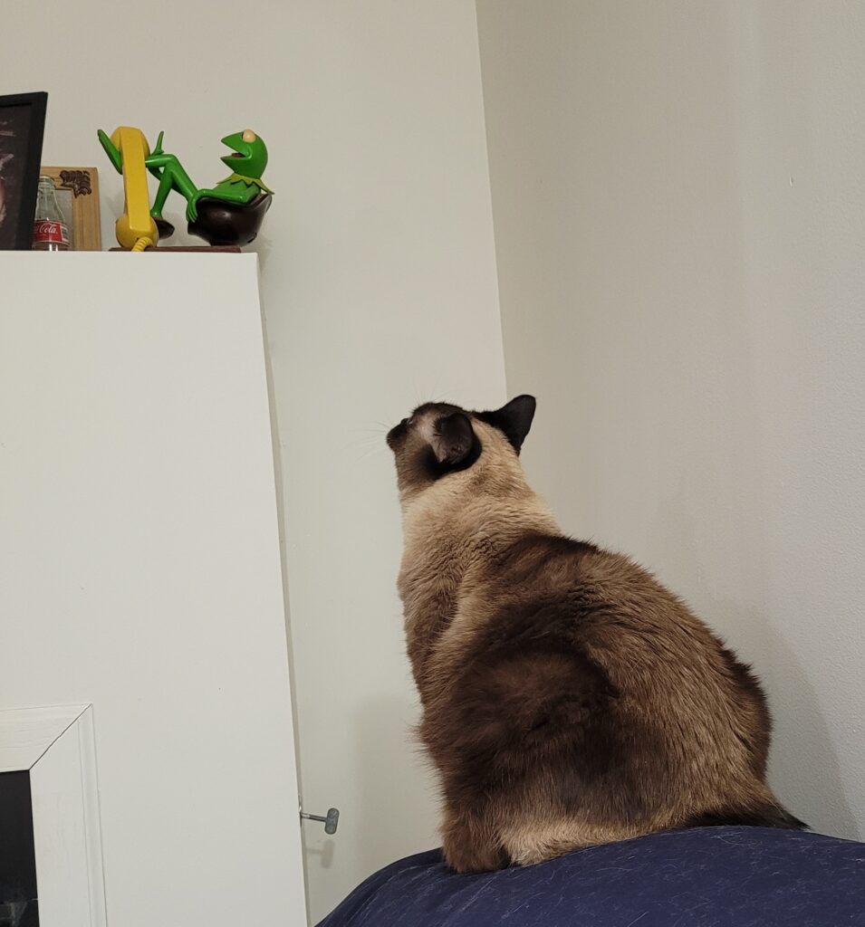 Cat looks at toy telephone shaped like Kermit the Frog