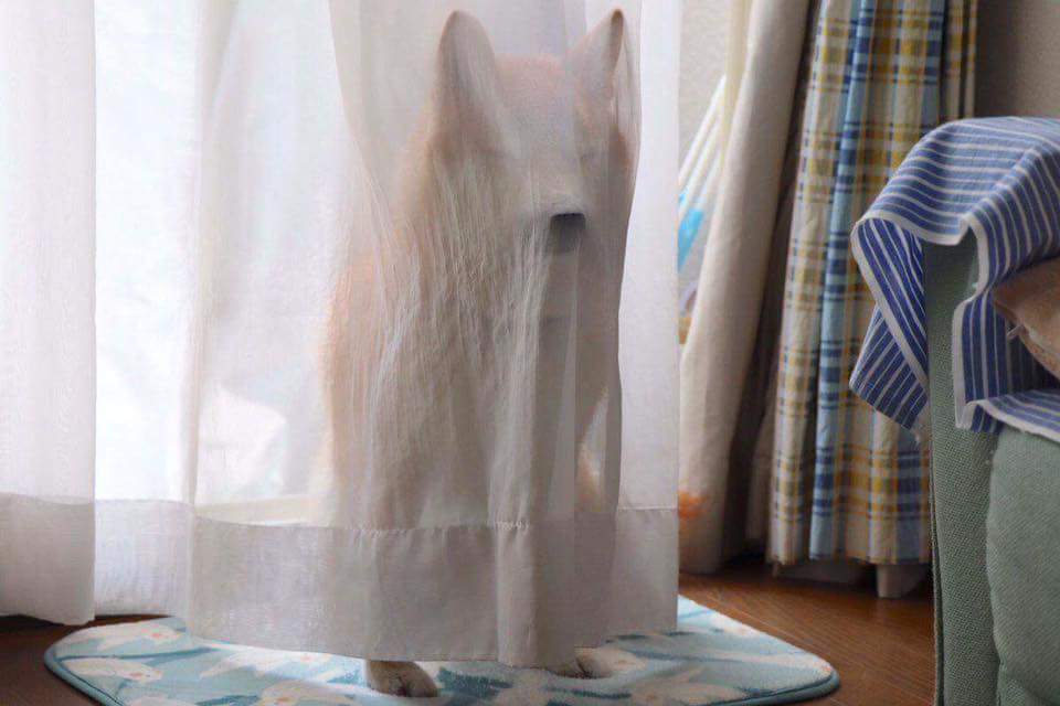 Dog hides behind sheer window curtain