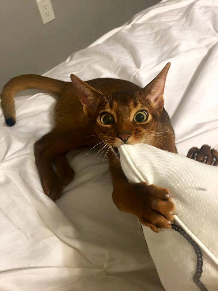 Wide-eyed kitten bites and clutches pillow