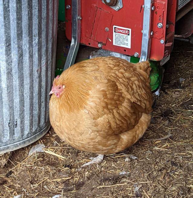 Chicken that looks almost perfectly spherical