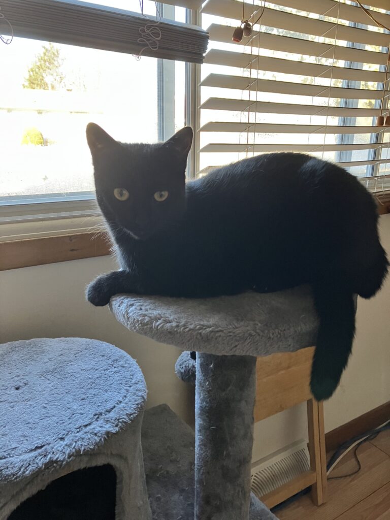 Black cat sits atop cat platform