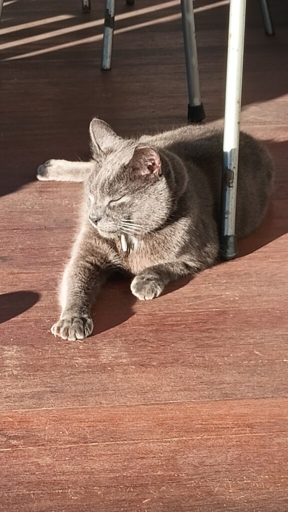 Gray cat sits on wood deck