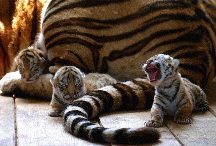 three tiger cubs sit near their mother. one of them is roaring adorably.